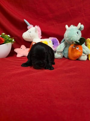 Les chiots de Cocker Spaniel Anglais