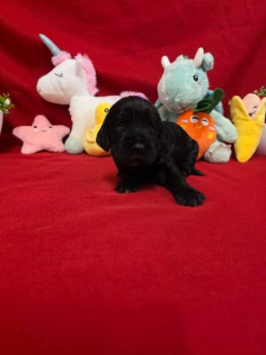 Les chiots de Cocker Spaniel Anglais