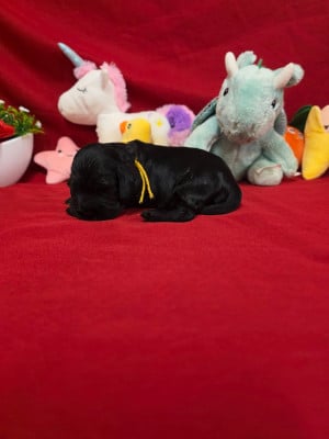 Les chiots de Cocker Spaniel Anglais