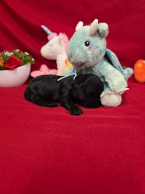 Les chiots de Cocker Spaniel Anglais