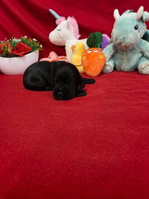 Les chiots de Cocker Spaniel Anglais