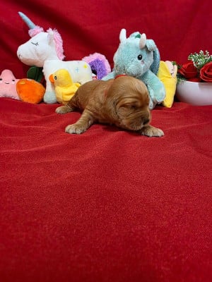 Les chiots de Cocker Spaniel Anglais