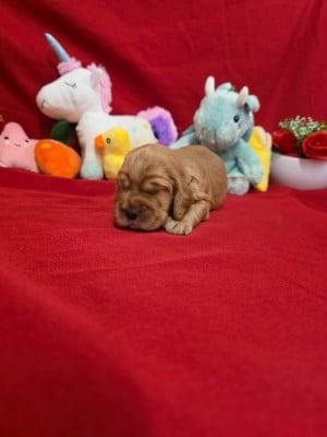 Les chiots de Cocker Spaniel Anglais