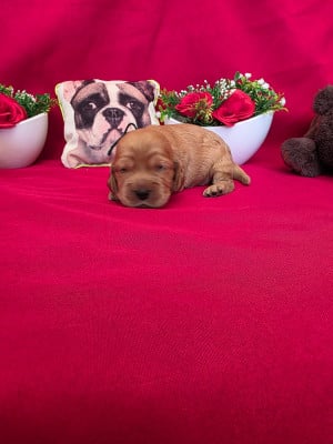 Les chiots de Cocker Spaniel Anglais