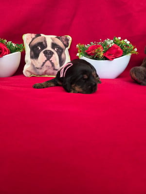 Les chiots de Cocker Spaniel Anglais