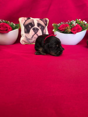 Les chiots de Cocker Spaniel Anglais