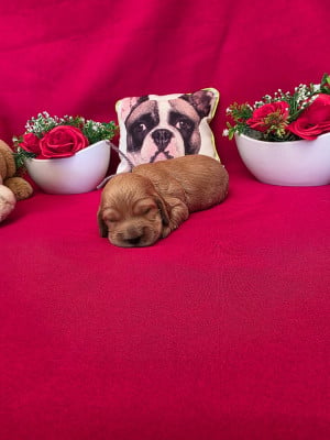 Les chiots de Cocker Spaniel Anglais