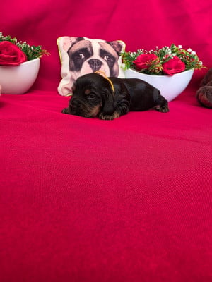 Les chiots de Cocker Spaniel Anglais