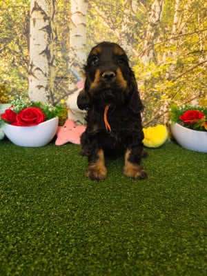 Les chiots de Cocker Spaniel Anglais