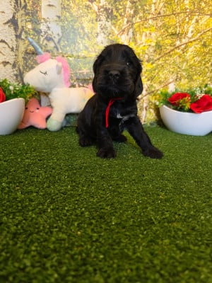 Les chiots de Cocker Spaniel Anglais