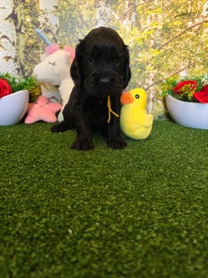 Les chiots de Cocker Spaniel Anglais