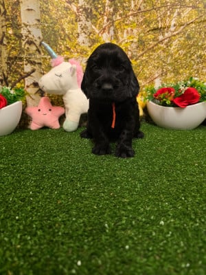 Les chiots de Cocker Spaniel Anglais