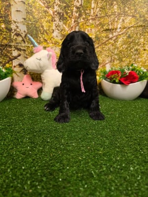 Les chiots de Cocker Spaniel Anglais