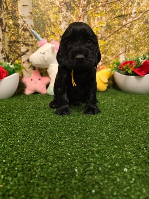 Les chiots de Cocker Spaniel Anglais