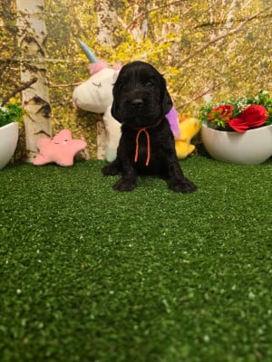 Les chiots de Cocker Spaniel Anglais
