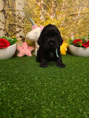 Les chiots de Cocker Spaniel Anglais