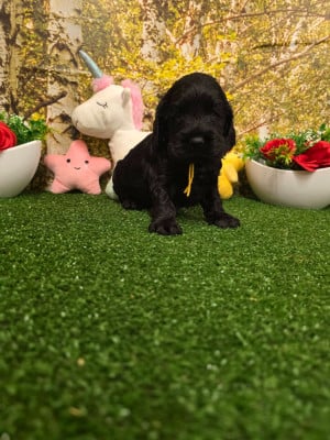 Les chiots de Cocker Spaniel Anglais