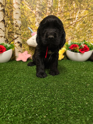Les chiots de Cocker Spaniel Anglais