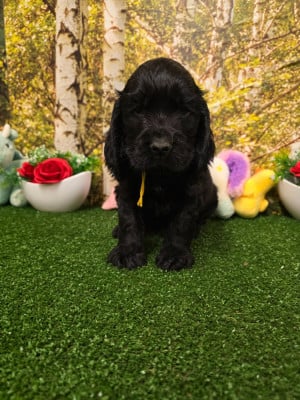 Les chiots de Cocker Spaniel Anglais