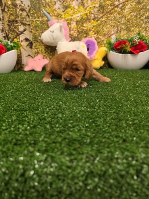 Cocker Spaniel Anglais