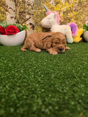 B........... du domaine de st Gladyce !!! - Cocker Spaniel Anglais