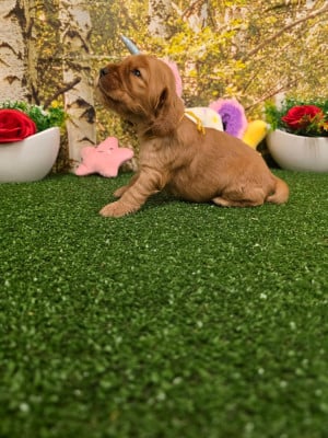 B........... du domaine de st Gladyce !!! - Cocker Spaniel Anglais