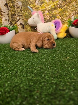 B........... du domaine de st Gladyce !!! - Cocker Spaniel Anglais