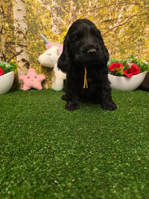 Les chiots de Cocker Spaniel Anglais
