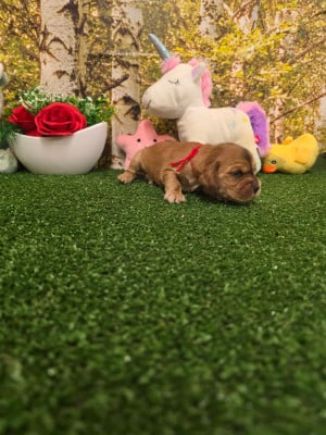 Les chiots de Cocker Spaniel Anglais