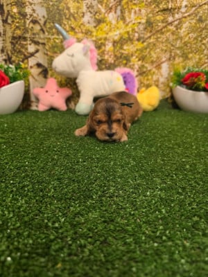 Les chiots de Cocker Spaniel Anglais