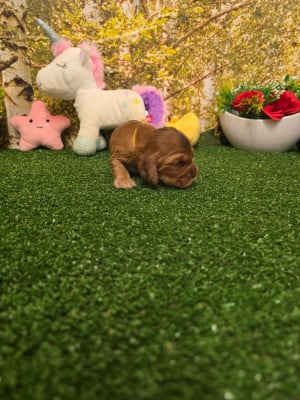 Les chiots de Cocker Spaniel Anglais