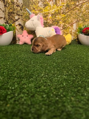Les chiots de Cocker Spaniel Anglais