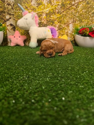 Les chiots de Cocker Spaniel Anglais
