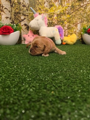 Les chiots de Cocker Spaniel Anglais