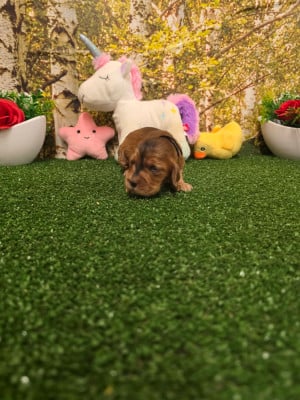 Les chiots de Cocker Spaniel Anglais