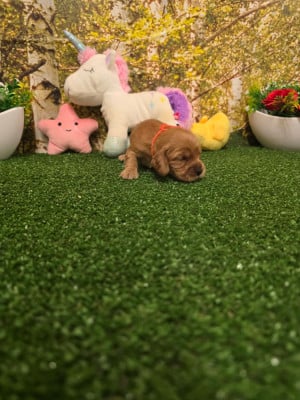 Les chiots de Cocker Spaniel Anglais
