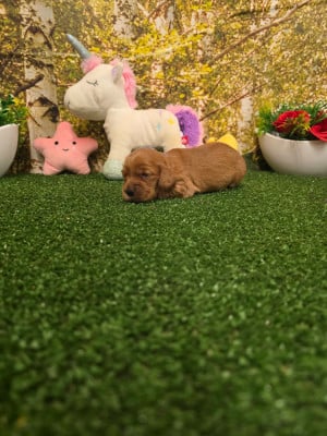 Les chiots de Cocker Spaniel Anglais