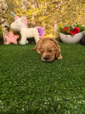 Les chiots de Cocker Spaniel Anglais