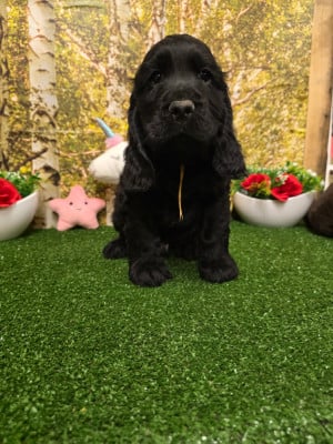 Les chiots de Cocker Spaniel Anglais