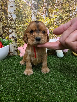Les chiots de Cocker Spaniel Anglais
