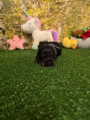 Les chiots de Cocker Spaniel Anglais
