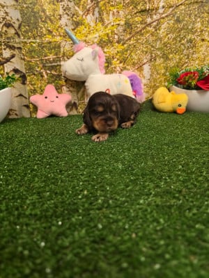 Les chiots de Cocker Spaniel Anglais