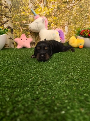 Les chiots de Cocker Spaniel Anglais