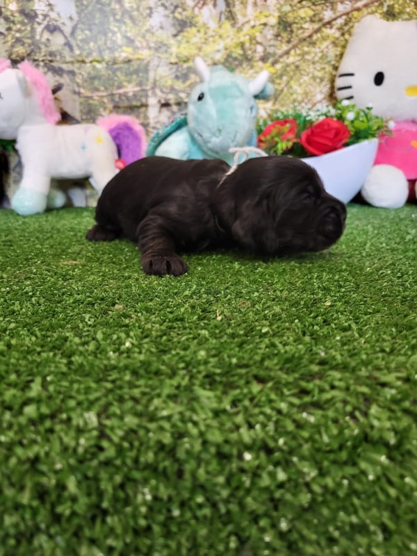 superbe mâle de couleur noire avec 2 petits points blanc au poitrail, il porte le collier blanc !!!