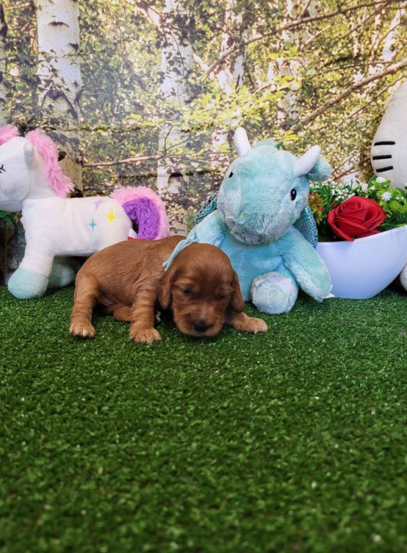 petite femelle de couleur golden foncé rouge avec 2 petits points blanc au poitrail, elle porte le collier turquoise !!!