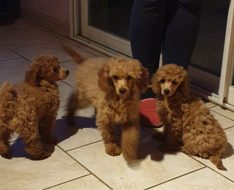 Caniche - du domaine de Std Gladyce