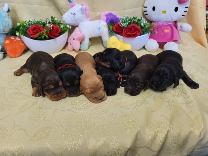 Cocker Spaniel Anglais - du domaine de Std Gladyce
