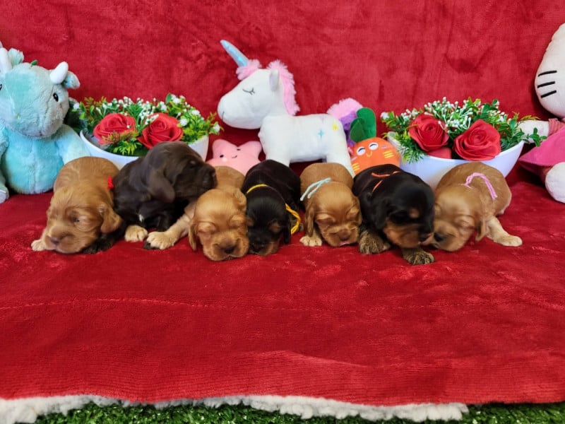 Cocker Spaniel Anglais - du domaine de Std Gladyce