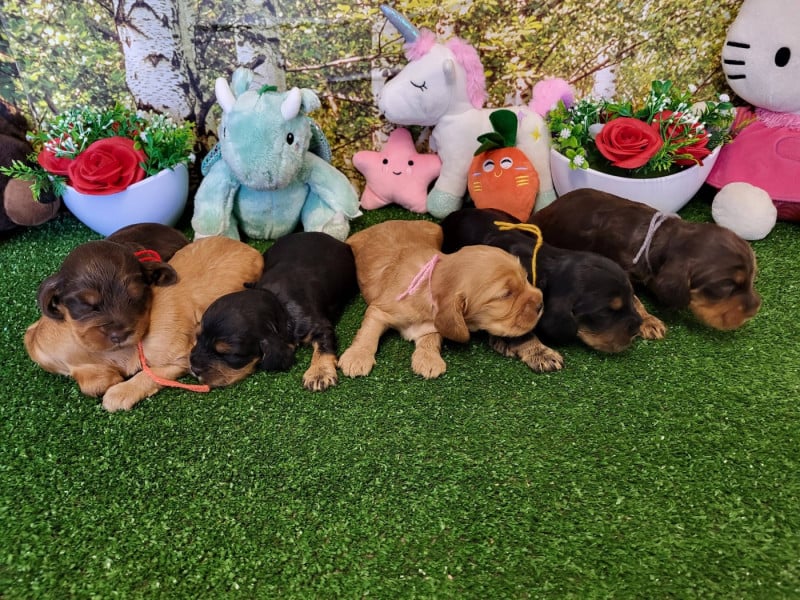 Cocker Spaniel Anglais - du domaine de Std Gladyce