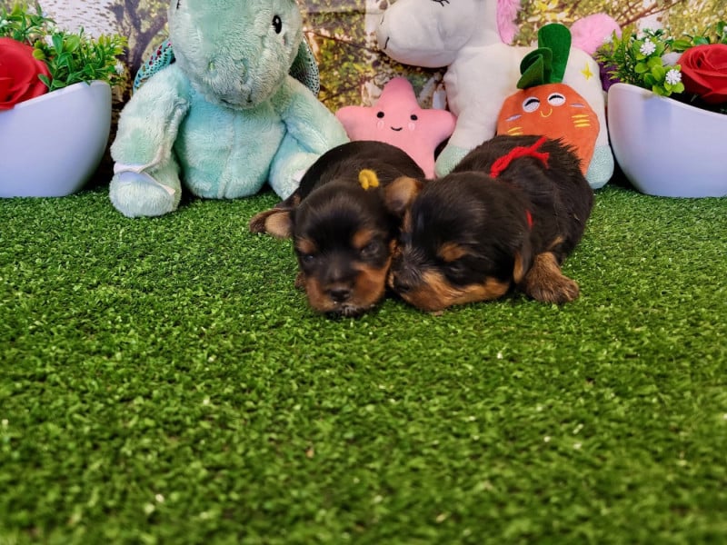 Yorkshire Terrier - du domaine de Std Gladyce